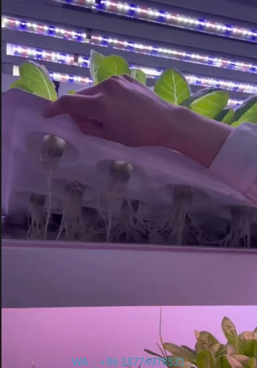 Agriculture Farming System - Peralatan Pertanian Rumah Kaca Menanam Jamur